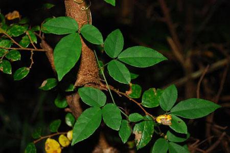 这种野草叫"药王", 是抑制肿瘤的"明星", 每斤1000还买不到