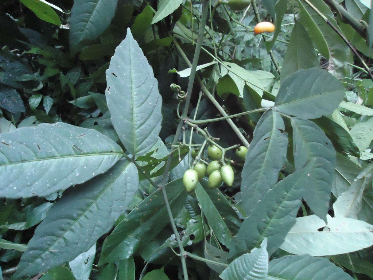 (三叶青)三,三叶青休眠时期采挖,效果最好,被称为"药王"虽然全草可