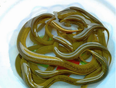 这种鱼被称为床上壮 男人补肾先吃它