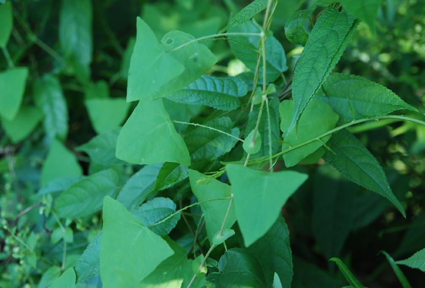 农民痛恨的一种植物却是一味中药治疗带状疱疹有奇效