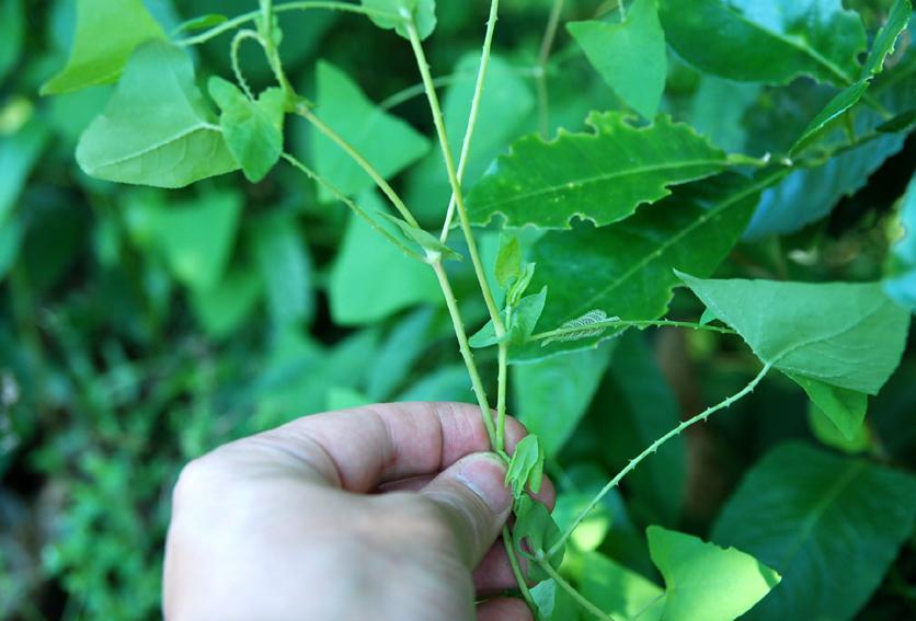杠板归又名蛇倒退,犁头刺,河白草,蚂蚱簕,急解素,老虎脷,猫爪刺,蛇