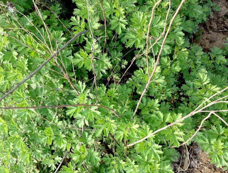 端午节将至, 在乡村有一种药草, 家中必备