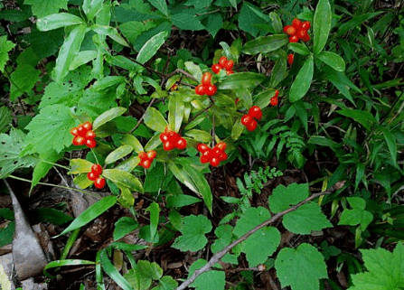 农村这种植物叫做百两金,八爪龙,八爪根,铁雨伞,高八爪,山豆根,地杨梅