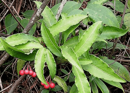 八爪金龙生长在沟谷,山坡,林下或竹林下.