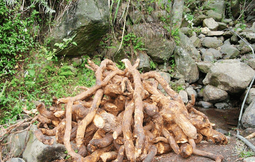 这种草药叫藤梨根防瘤抗癌延长寿命达75农村却用来烧柴