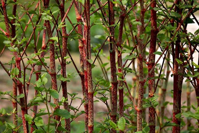 山上这种草药叫大虫杖老中医宝贝治传染肝炎效果高达90以上