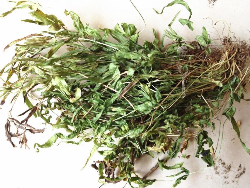 这种野草叫"金鸡毛", 专治胃溃疡,老胃病, 华南农村很常见