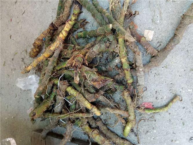 池塘边一种植物, 煲汤喝, 竟有"不可思议"的功效