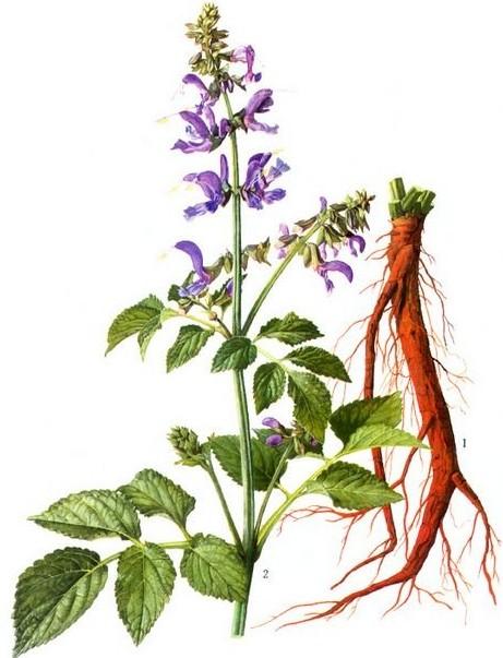 中药丹参的功效及作用