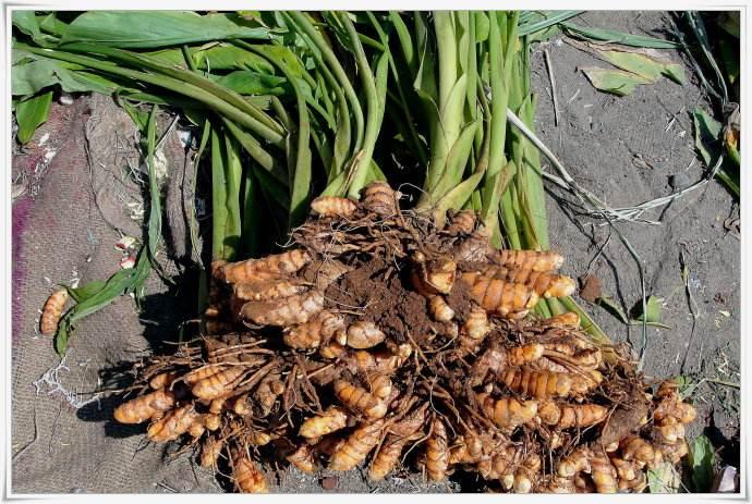 农村这种草药称"固体黄金", 护肝抑瘤,活血化瘀, 曾是日本"皇室贡品"