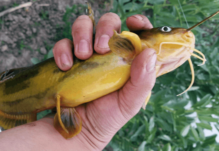 乡村河里这鱼咬人扎手让人怕, 但炖汤喝是大补