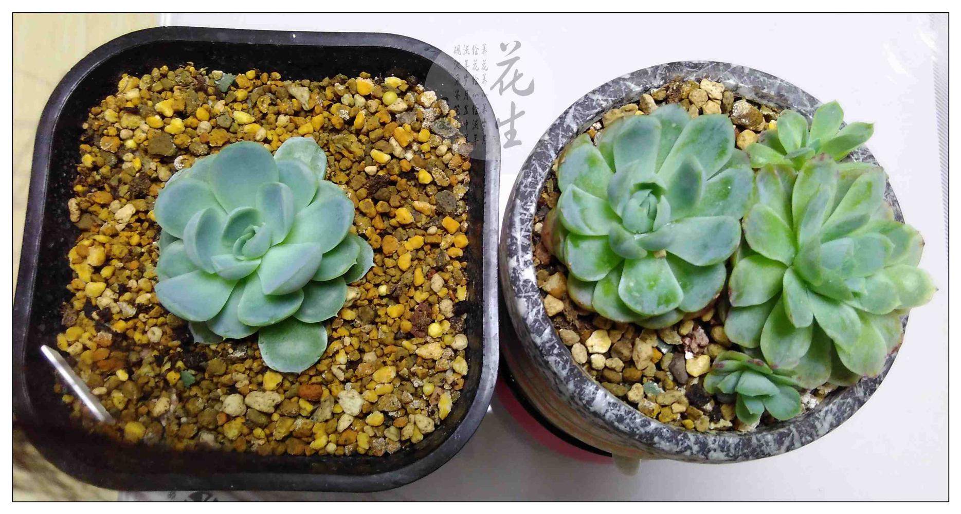 更加直观一些:左是柠檬贝瑞,中间是双子,右边是冰梅