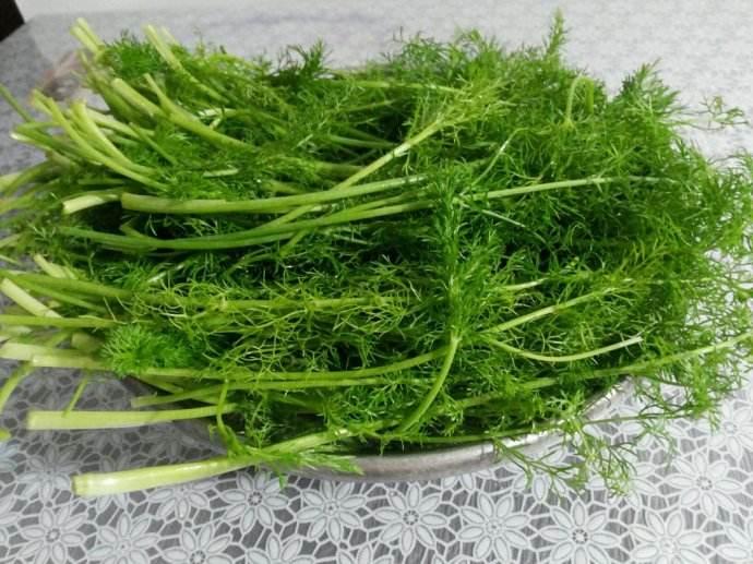 这种野菜, 可治胃溃疡, 是"七仙丹"的原料之一, 还可帮助戒烟