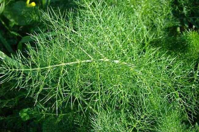 这种野菜, 可治胃溃疡, 是"七仙丹"的原料之一, 还可帮助戒烟