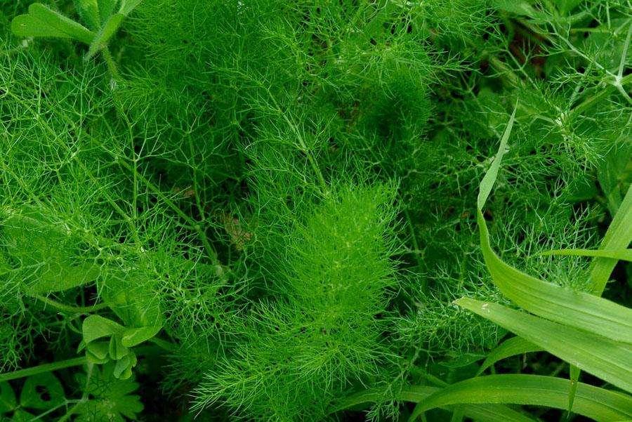 这种野菜, 可治胃溃疡, 是"七仙丹"的原料之一, 还可帮助戒烟