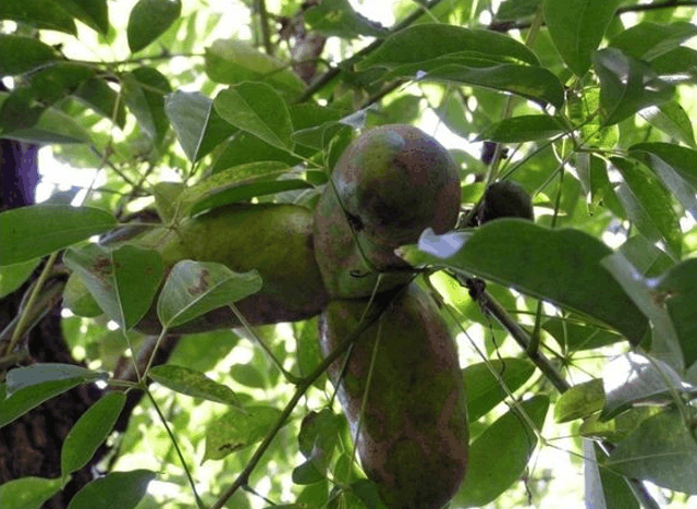 这种野果长得像牛蛋蛋营养价值高, 以前12一斤不爱吃, 现在没得吃