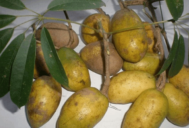 这种野果长得像牛蛋蛋营养价值高, 以前12一斤不爱吃, 现在没得吃