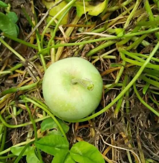 近期果园出现苹果梗凹处生长点爆裂, 你知道原因吗