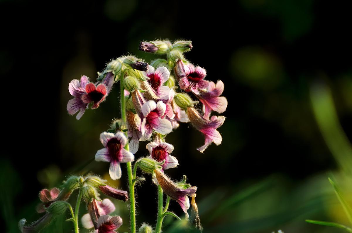 农村这种被叫做"老婆脚后跟"的草, 有滋阴补肾补血作用