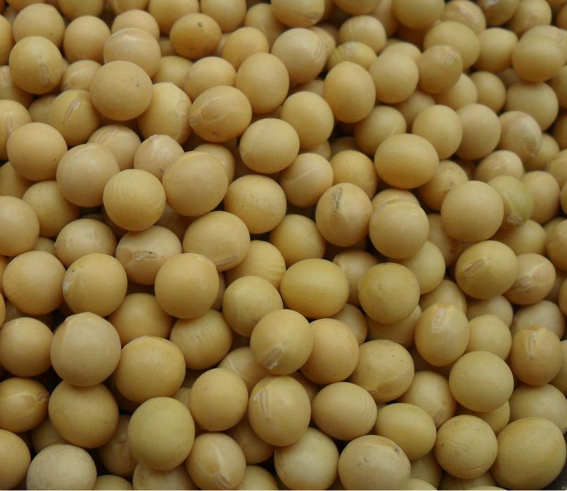 Soya keaveney 12. Соя дони. Соевая каша. Сое 4. Соевые бобы.