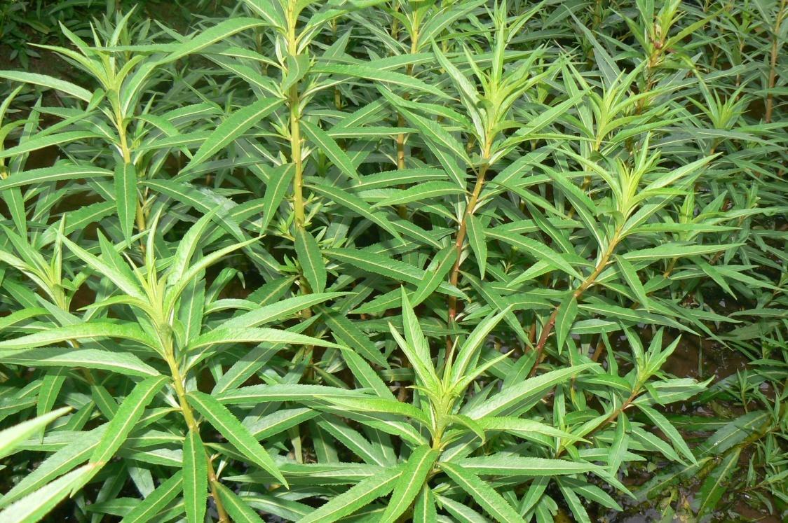 广西农村有这草的你们有福啦, 用了它不仅可以护肝, 让你比谁都能喝呢