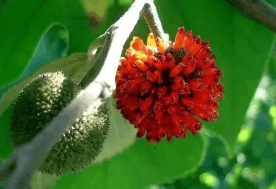 农村这种强阳性果实, 有雌雄之分, 小孩吃多了流鼻血, 叶皮果都可入药