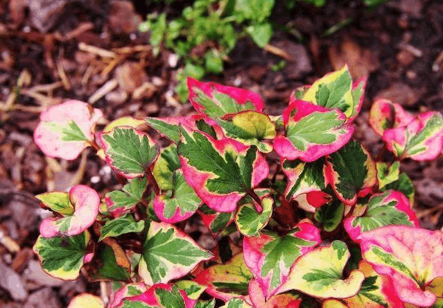 抗癌食物三:马齿苋马齿苋,又名五行草,以其叶青,梗赤,花黄,根白,子黑