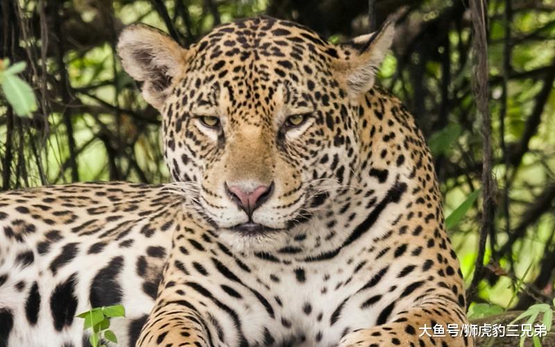 它是美洲“最横”的猫科动物, 却因为名字的缘故, 实力经常被低估
