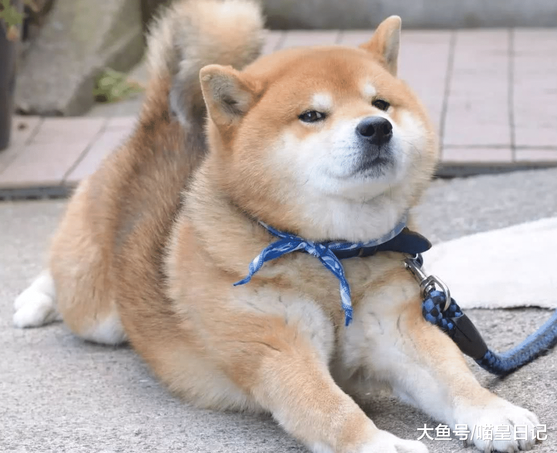 养狗之后, 你有没有发现你在家里的地位发生了翻天覆地的改变!