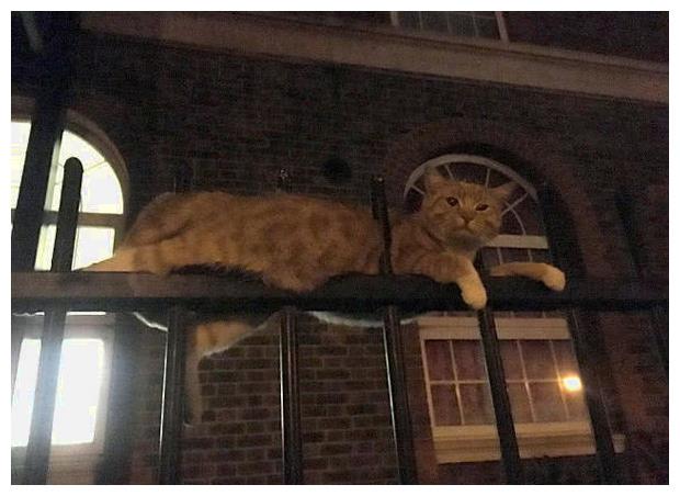 大橘猫呆在栏杆上哀鸣, 路人走近后发觉: 它在受大难!