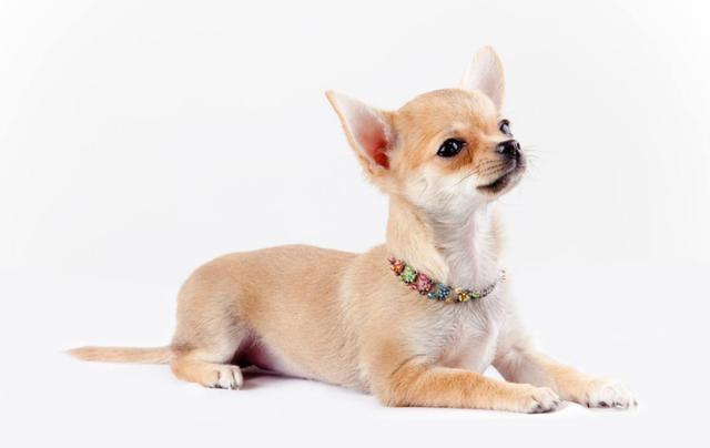 请不要招惹这5种小型犬, 攻击性超强的, 小心咬你不留情!