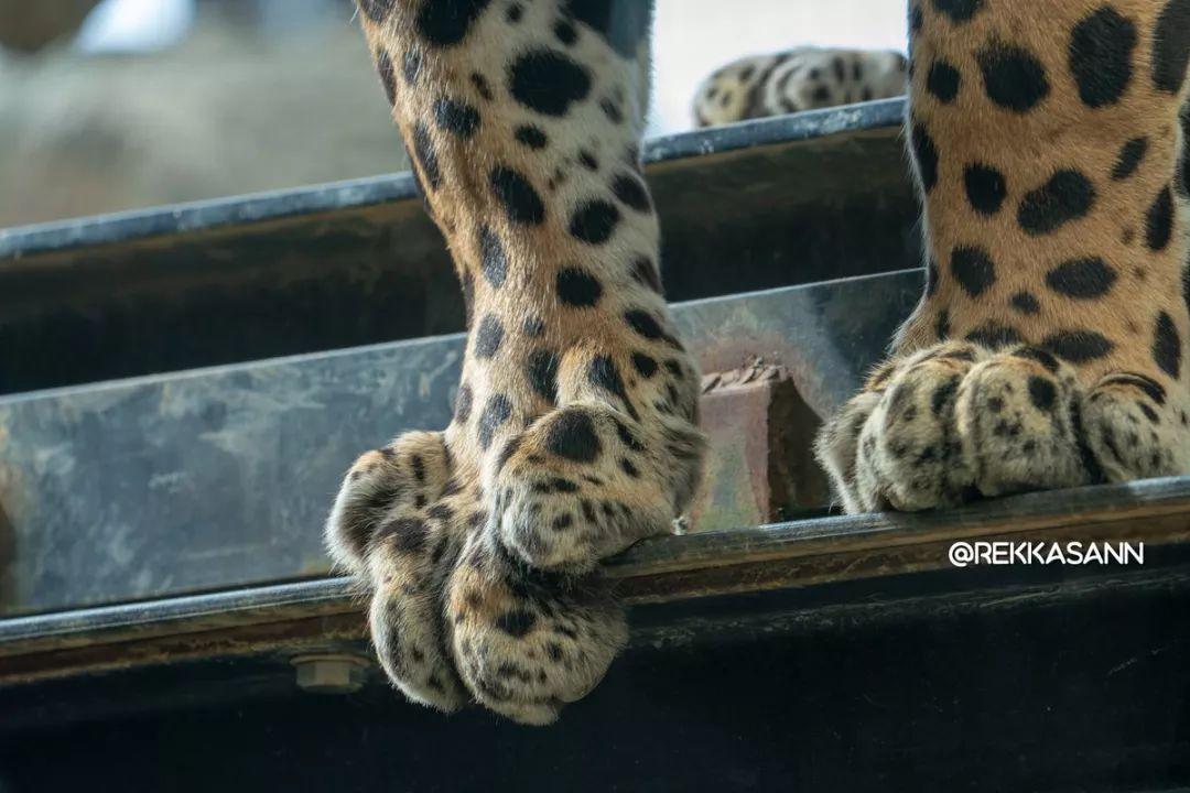 看了这些萌点各异的照片之后, 网友表示: 动物园还能这么逛?