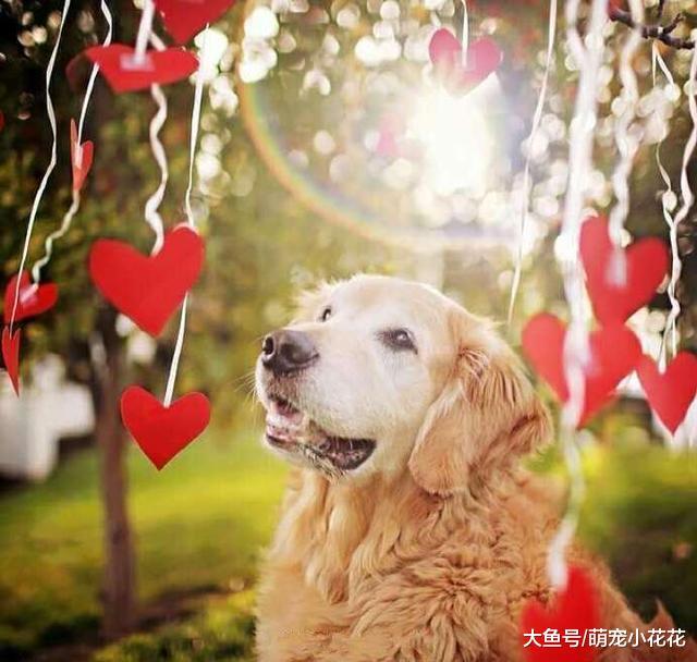 最适合女生饲养的5种中大型犬, 颜值高, 护主能力还一流!