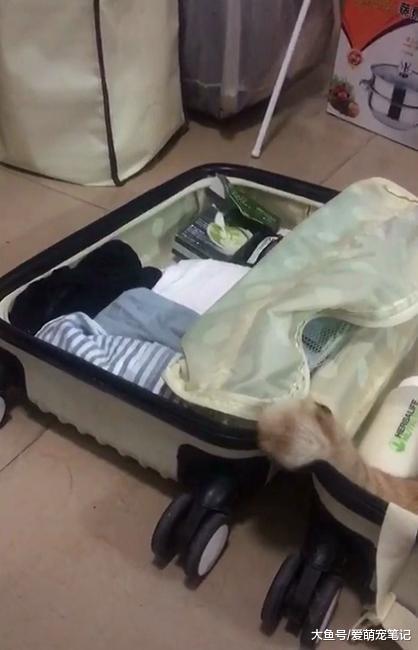 橘猫看到主人收拾行李, 赶紧躺在行李箱里面装睡, 求主人捎带上它