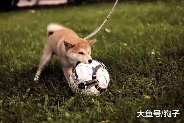 史上最严遛狗令出炉, 其实狗不难管, 难管的是背后的人!