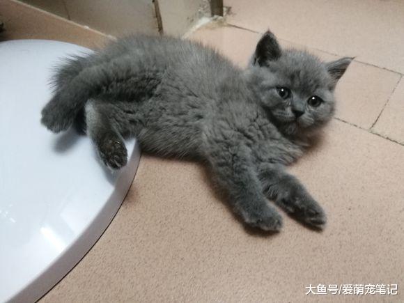 买回来一只蓝猫给原住民作伴, 喂养不到半个月时间, 噩梦就开始了
