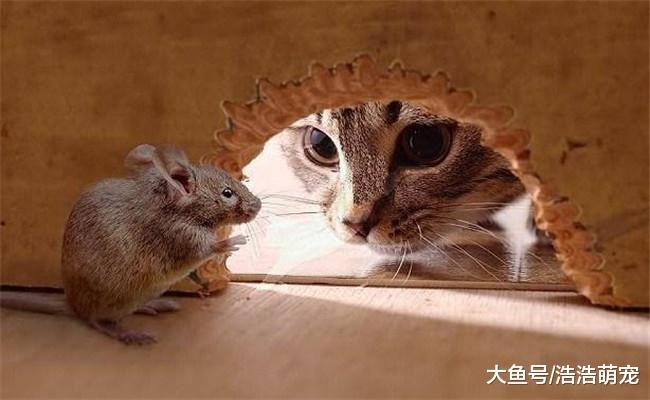 养猫有5种好处, 想养猫的不要等了, 赶紧买一只带回家
