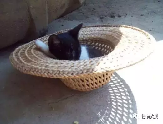 猫窝, 是对喵星人灵魂的侮辱