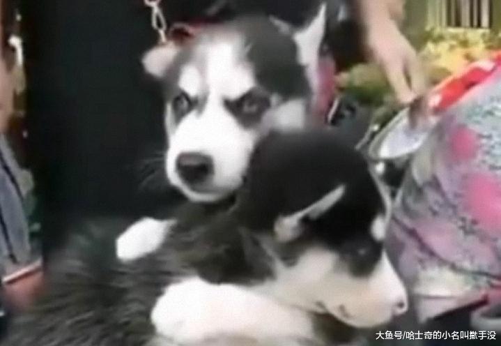 当时我只想买一只哈士奇, 看到两只二哈抱着的样子, 果断两只带走