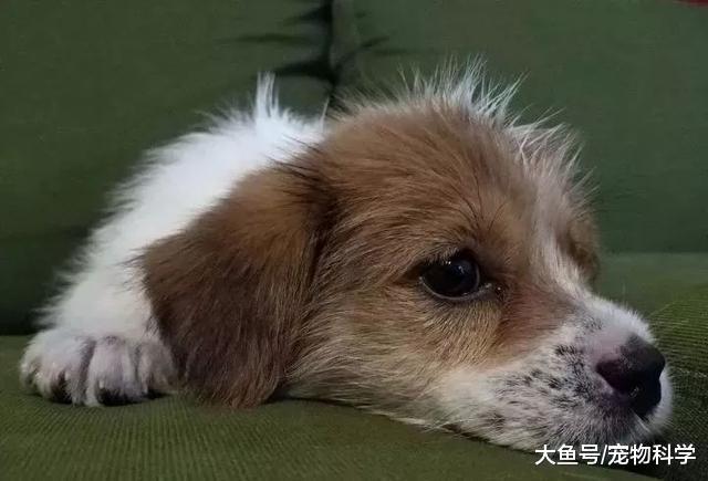 既然养了, 就要负责, 不要抛弃它们