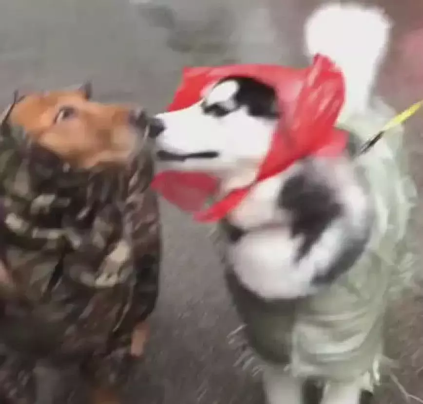 下雨天, 两只狗狗路上相遇了, 双方对雨衣的时尚度交换了看法