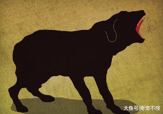 天天在说狂犬病, 你知道狂犬病发作是什么样子吗?