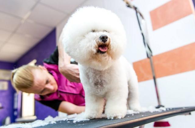 养了比熊之后你才会知道的事儿, 千万别被比熊可爱的外表给骗了!