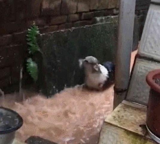 带柯基遛弯遇上暴雨, 狗狗腿太短被卡住了, 狗狗: 我是谁我在哪?
