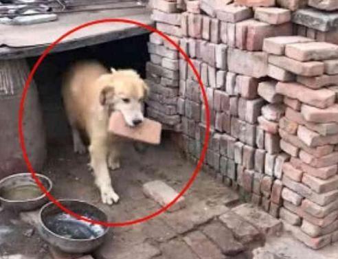 金毛第一天到农村就被安排去搬砖了, 这狗狗过的实属不易