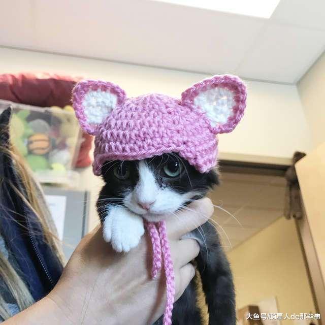 受虐失去双耳的猫咪, 在新主人的帮助下, 热爱生活, 还有了顶帽子