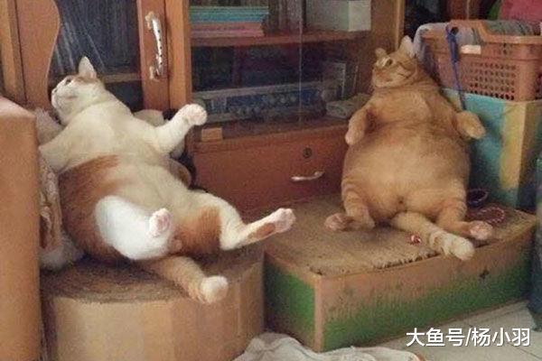 猫盯着奶奶喂小奶猫, 一副没吃饱的样子, 网友看着猫肚: 留条活路