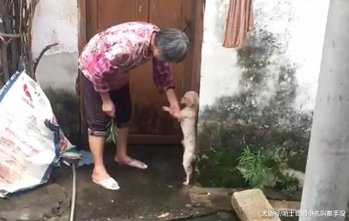 狗狗犯错了就要教育, 可是奶奶你拿着一根草是在给狗狗挠痒痒吗?