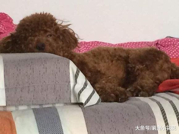如果你连这6点都给不了泰迪, 对不起, 你真的不适合养它!