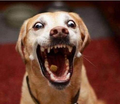 想知道你家狗狗是不是“智障狗”, 看看它有没有这些表现就好了!